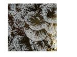 ODM 10Ct Gold Foil Napkin , 40cm Premium Holiday Paper Napkins