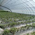 Arched Roof Hydroponics Growing System in Sunlight Greenhouse with Steel