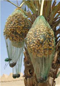 70*90cm/80x100cm HDPE Monofilament Mesh Date Collecting Leno Bags for Palm Cover