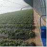 Buy cheap Tomato Passive Solar Greenhouse With Electric Roll Up Ventilation from wholesalers