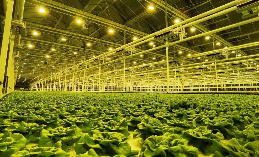 Anti-Drip Fogging Hydroponic Seedling Structure