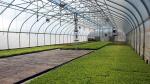 Agriculture Mushroom Management Greenhouse Planting Vegetables Fruits Single