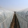 Buy cheap Agriculture Single Tunnel Plastic Film Greenhouse for Strawberry Planting Growing from wholesalers
