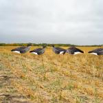 Waterproof Plastic Lifelike Anti Scratch Silhouette Geese Decoy For Specklebelly