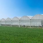 Agricultural Vegetable Green House Multi-span Tomato Greenhouse For Fruits