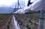 Grape Frame Agriculture Polyester Wire 12 Gauge Monofilament Wire