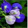 Buy cheap Butterfly pea Extract, Butterfly pea Powder, Blue Powder, Chinese manufacturer, Shaanxi Yongyuan Bio-Tech from wholesalers