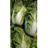 Buy cheap Green Color Organic Chinese Cabbage For Frying / Raw Food / Salted from wholesalers