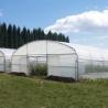 Buy cheap Single Span Plastic Film Tunnel Greenhouse for Agricultural Plants Growing from wholesalers