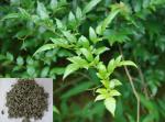 Buy cheap Vine Tea Extract, Dihydromyricetin 98%, Ampelopsin, CAS No.: 27200-12-0, from wholesalers