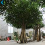 Buy cheap Umbrella Shape Faux Ficus Tree For Indoor Decoration 5-10 Years Life Time from wholesalers