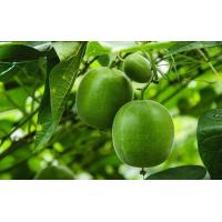 Buy cheap Monk Fruit Juice Concentrate, higher Mogroside V content, 65.0 - 70.0 brix product