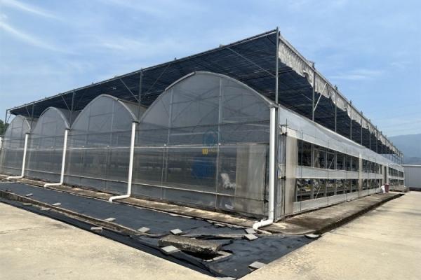 Buy cheap Multi Span Film Vegetables Greenhouse In Hot Climate With Sprinkler Irrigation System from wholesalers
