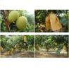Buy cheap Mango protection paper bag from wholesalers