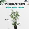 Buy cheap Plastic Material Artificial Fern Tree Architectural Landscaping from wholesalers
