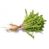 Buy cheap Water Soluble Organic Dandelion Root Herbal Extract Powder from wholesalers