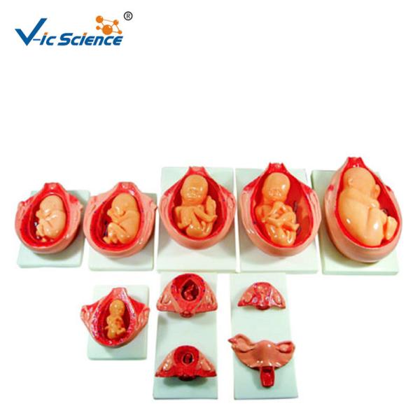 Buy cheap Removable Fetus Human PVC Anatomical Medical Model from wholesalers