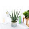 Buy cheap Plastic Artificial Aloe Vera For Indoor Decoration Fake Plants from wholesalers