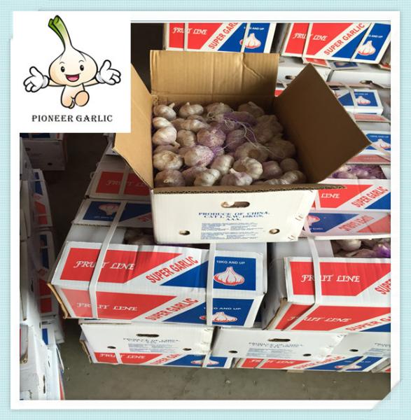 Buy cheap High Quality white garlic / red garlic / purple garlic Pure White Garlic from wholesalers
