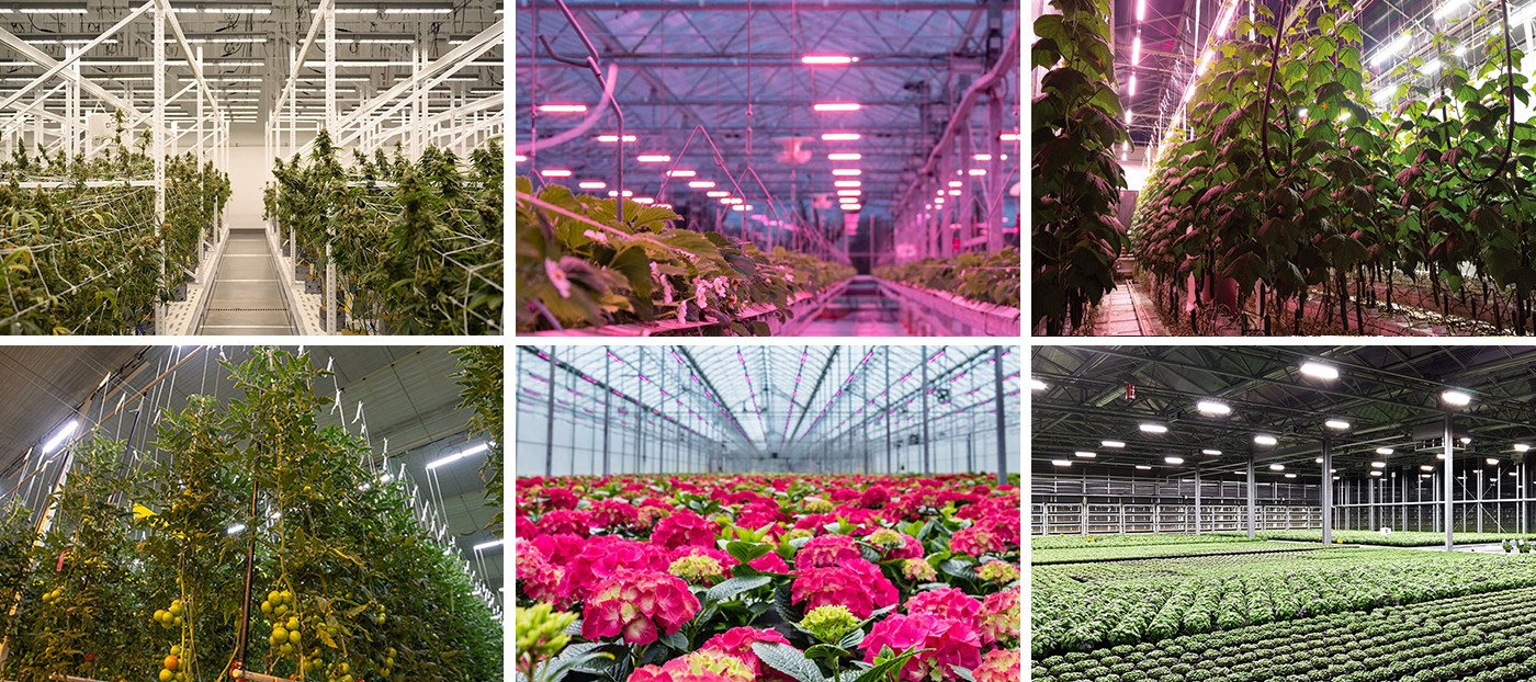 SL01 LED toplighting High Output LED horticultural Lighting for Greenhouse Medicinal
