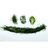 Buy cheap High-Temperature Dried 150g Sage Green Prolifera Powder to Make French Fries from wholesalers