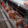 Buy cheap Fully Automatic 4 Tier Battery Cage System 160 Capacity For Chicken Poultry Farm Doris from wholesalers