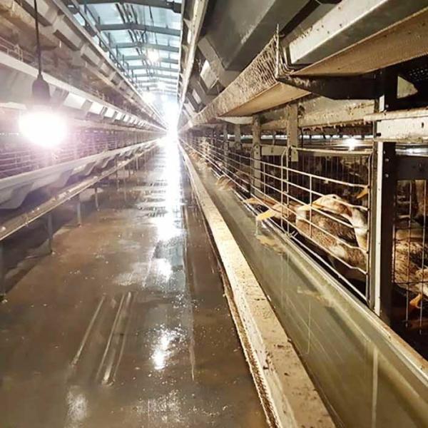 Buy cheap Durable Automatic Duck Cage Factory Commercial Duck Cage For Eggs from wholesalers
