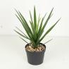 Buy cheap Texture Fidelity Greenery Agave Faux Bonsai Tree 22 CM 25 CM 29 CM from wholesalers