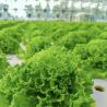 Buy cheap Film Cover Material Agriculture Tunnel Greenhouse Solution for Large Crop Production from wholesalers