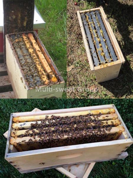 Buy cheap Nuc Beehive 14.5kg Beekeeping Wooden House 5 Frame Nuc Box from wholesalers