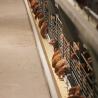 Buy cheap Antirust Chicken Egg Layer Cage Laying Hens Battery Cage Farming from wholesalers