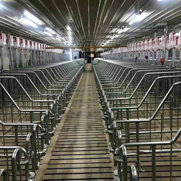 Buy cheap Galvanized Steel Sow Hog Gestation Crates 2.5mm Thickness from wholesalers