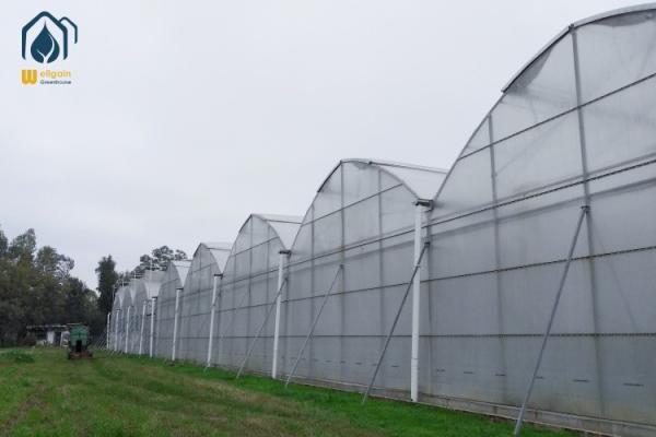 Buy cheap Steel Frame Agricultural Multi Span Greenhouse For Year Round Crop Production from wholesalers