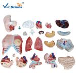 High Performance 85cm Human Torso Skeleton Unisex Torso 23 Parts VIC-204