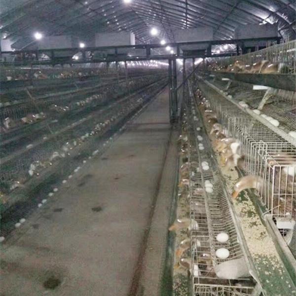 Buy cheap Duck Farming Battery Type Cage , Automatic Duck Farming Cages For Sale from wholesalers