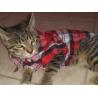 Buy cheap Soft Pet Apparel Summer Plaid Small Dog Vest 100% Cotton Material from wholesalers