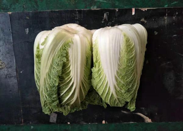 Buy cheap Fresh Organic Chinese Cabbage No Stain Green Color For Salad Factory from wholesalers