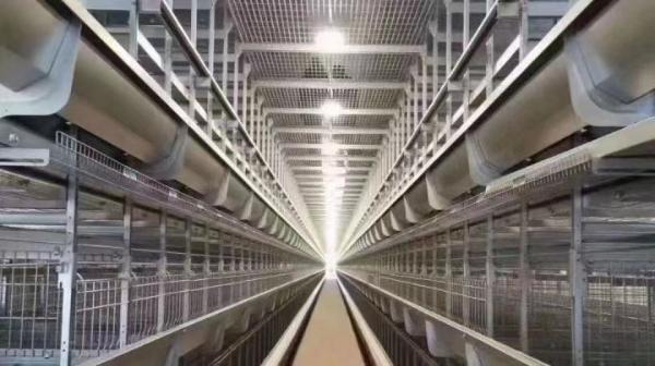 Buy cheap Commercial Layer Farming Equipment Conventional Cages For Laying Hens from wholesalers