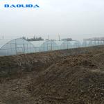 Agricultural 8m Width PE Film Single-Span Tunnel Plastic Greenhouse For