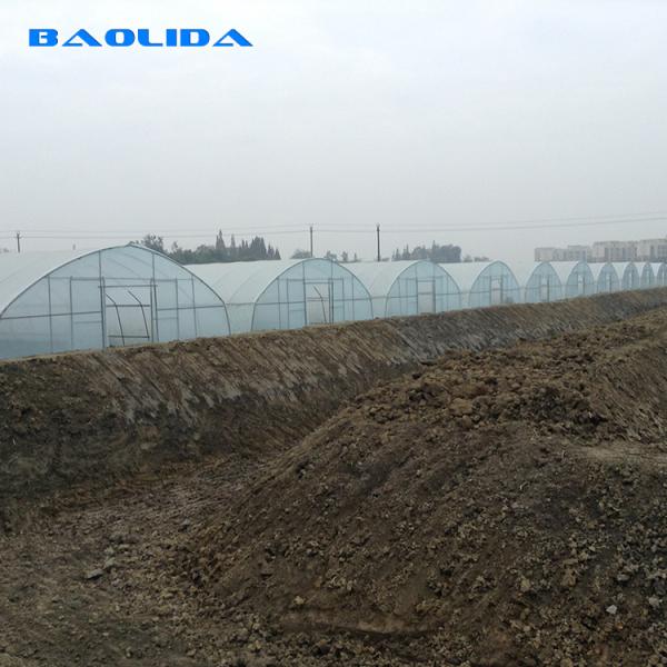 Agricultural 8m Width PE Film Single-Span Tunnel Plastic Greenhouse For