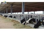 Prefabricated Agricultural Steel Buildings Concrete Foundation Steel Structure
