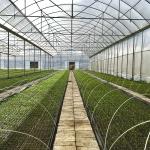 Agricultural Vegetable Green House Multi-span Tomato Greenhouse For Fruits