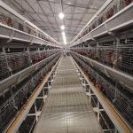 Automatic H Type Layer Chicken Cage Poultry Farming Laying Hens Cage
