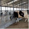 Buy cheap Durable 18kg Height 110cm Cow Head Lock Easy Operation from wholesalers