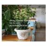 Buy cheap 2016 new style wicker garden baskets round shape willow plant baskets white colour from wholesalers