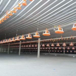 Wholesale Poultry Pan Feeding System Automatic Poultry Feeder System With Stern Shaft from china suppliers