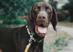 0.79 Inch 1.5 Inch Small Polyester Dog Collar And Lead Set Puppy Identification