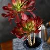 Buy cheap Rare Red Artificial Succulent Ornaments Flowers For Pub from wholesalers