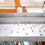 CE Certified 8 Channels Walnut Shelling Machine 380V 2 Tons Capacity