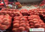 Natural Fresh Onions , Fresh White Onion Suitable Dry Storage Environment